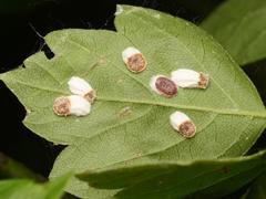 Pulvinaria hydrangeae