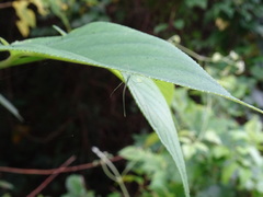 Ariamnes cylindrogaster