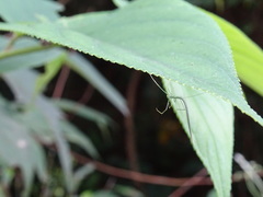 Ariamnes cylindrogaster