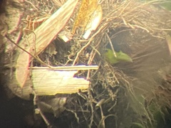 Psarisomus dalhousiae