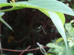 Ariamnes cylindrogaster