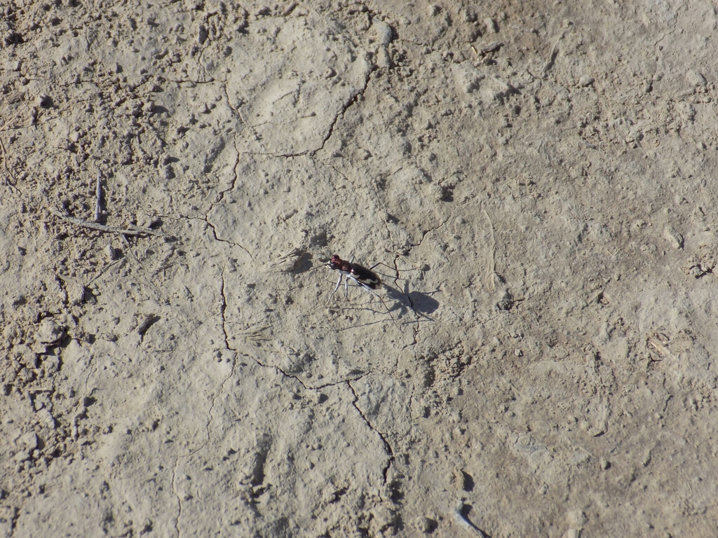 Cephalota schrenkii