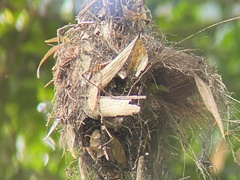 Psarisomus dalhousiae