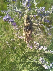 Pezotmethis tartarus montanus