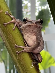 Polypedates megacephalus