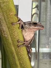 Polypedates megacephalus