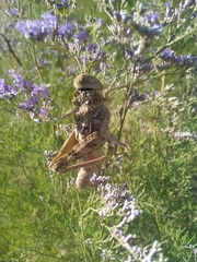 Pezotmethis tartarus montanus