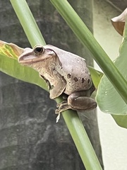 Polypedates megacephalus