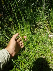 Carex wiegandii