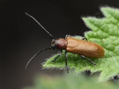 Anaesthetis testacea