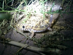 Teratoscincus scincus