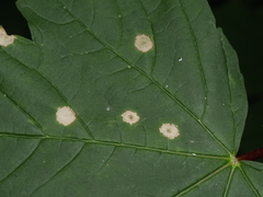 Drisina glutinosa