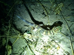 Teratoscincus scincus