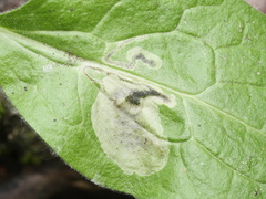 Agromyza abiens