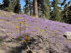 Gilia ochroleuca