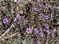Gilia ochroleuca