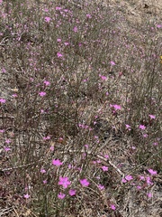 Gilia ochroleuca