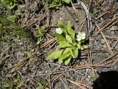 Hesperochiron pumilus