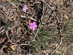 Gilia ochroleuca