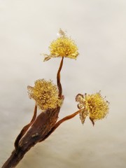 Physarum flavicomum