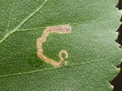 Stigmella betulicola