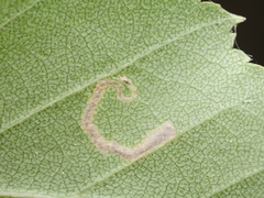 Stigmella betulicola