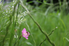 Oenothera rosea