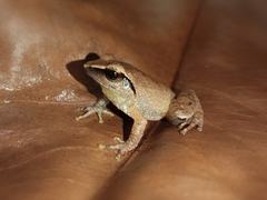 Pseudophilautus zorro