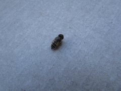Eristalinus megacephalus