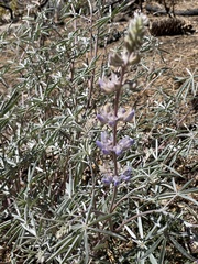 Lupinus elatus