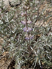 Lupinus elatus