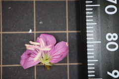 Oenothera rosea