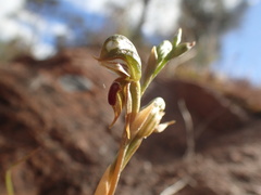 Pterostylis ferruginea