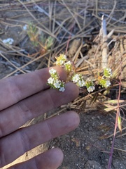 Eremocarya micrantha