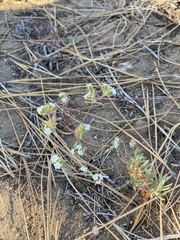 Eremocarya micrantha