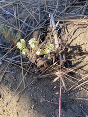 Eremocarya micrantha