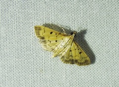 Herpetogramma hipponalis