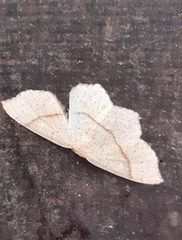 Cyclophora punctaria