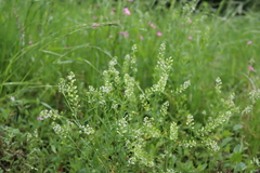Lepidium virginicum