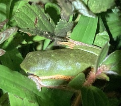 Pithecopus hypochondrialis