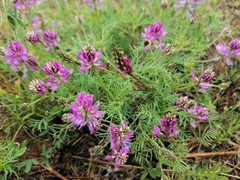 Astragalus versicolor