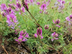 Astragalus versicolor