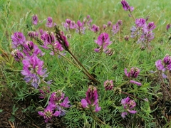 Astragalus versicolor