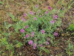 Astragalus versicolor