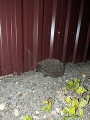 Erinaceus roumanicus