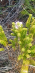 Stilbe ericoides