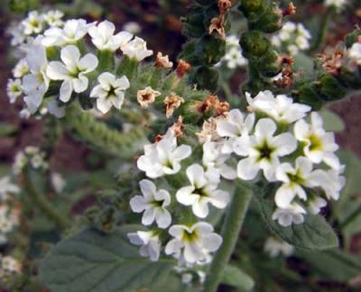 European heliotrope