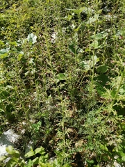 Scrophularia juratensis