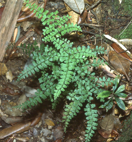 Lindsaea bouillodii iNat (2)