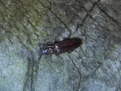 Rhysodidae